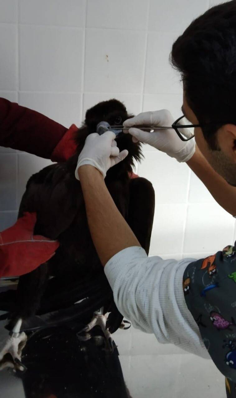 Nesli tehlikede olan kara akbaba Düzce’de mola verdi
