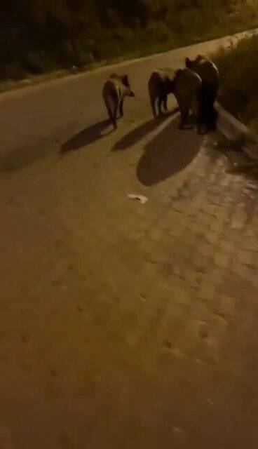 Aç kalan domuz sürüsü şehre indi