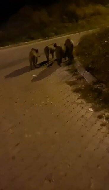 Aç kalan domuz sürüsü şehre indi