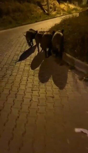 Aç kalan domuz sürüsü şehre indi