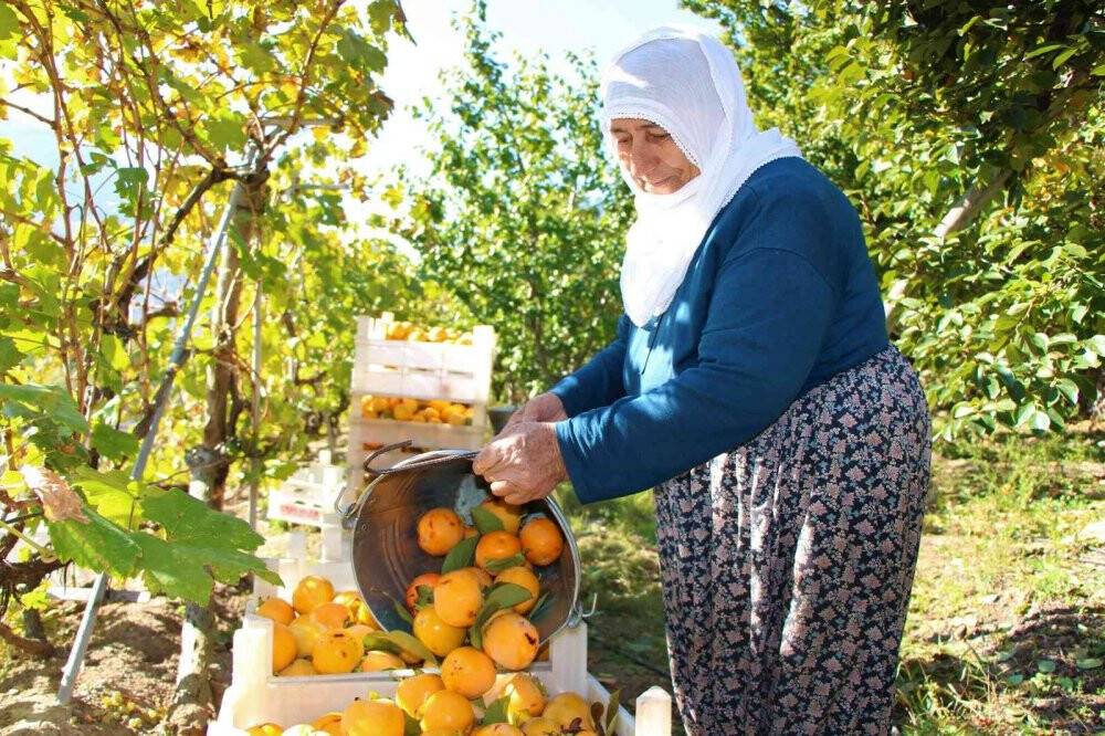 Elma diyarı Amasya’nın ‘yeni sarı altını’ cennet hurması