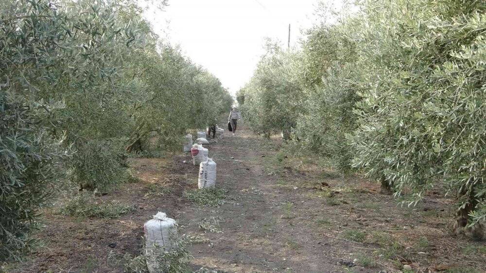 Zeytinin sofralara uzanan lezzet yolculuğu başladı
