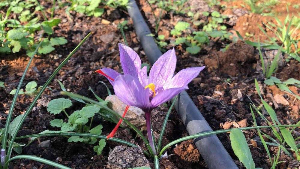 Dünyanın en pahalı baharatı, kilosu 75 bin lira