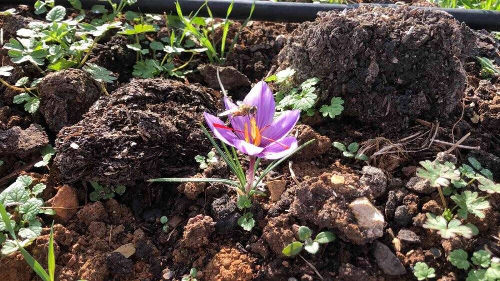 Dünyanın en pahalı baharatı, kilosu 75 bin lira