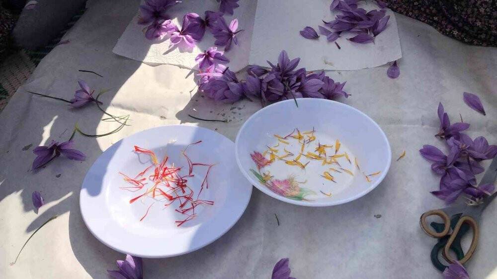 Dünyanın en pahalı baharatı, kilosu 75 bin lira