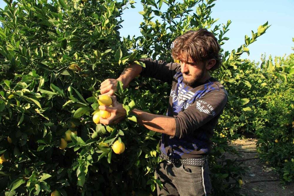 Mersin’den 60 ülkeye limon ihracatı
