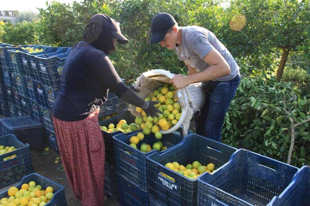 Mersin’den 60 ülkeye limon ihracatı