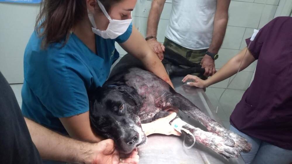Köpeğe acımadan vurdu, 3 kadın da fişekten çıkan saçmalarla yaralandı