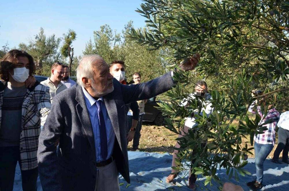 Prof. Dr. Ortaylı Kırkağaç’ta kendi zeytinini hasat etti