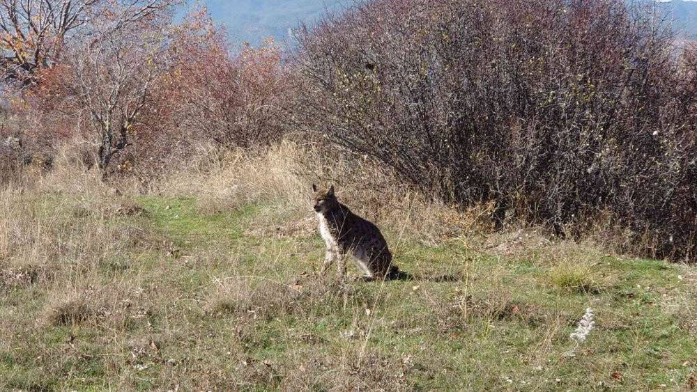 Yaralı bulunan vaşak, hayvan hastanesinde tedavi altına alındı
