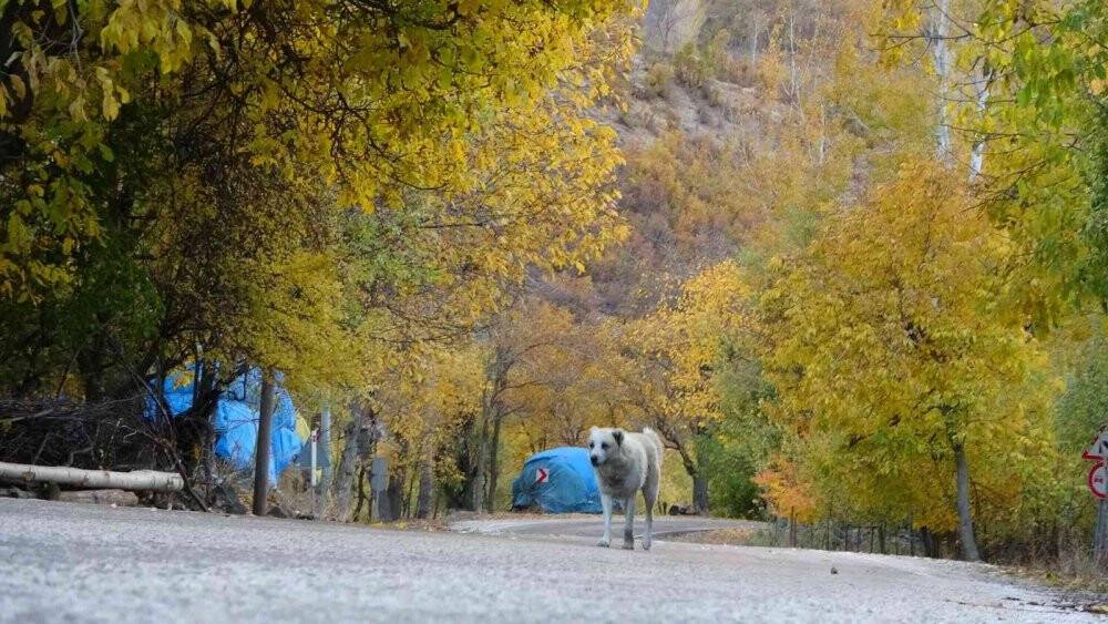 Yüksekova’da sonbahar güzelliği