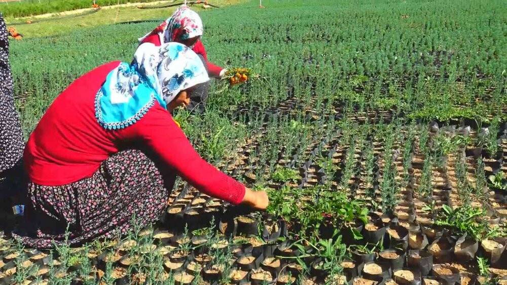 Orman yangınlarında yok olan bir ağaç karşılığı bin fidan yetiştiriliyor