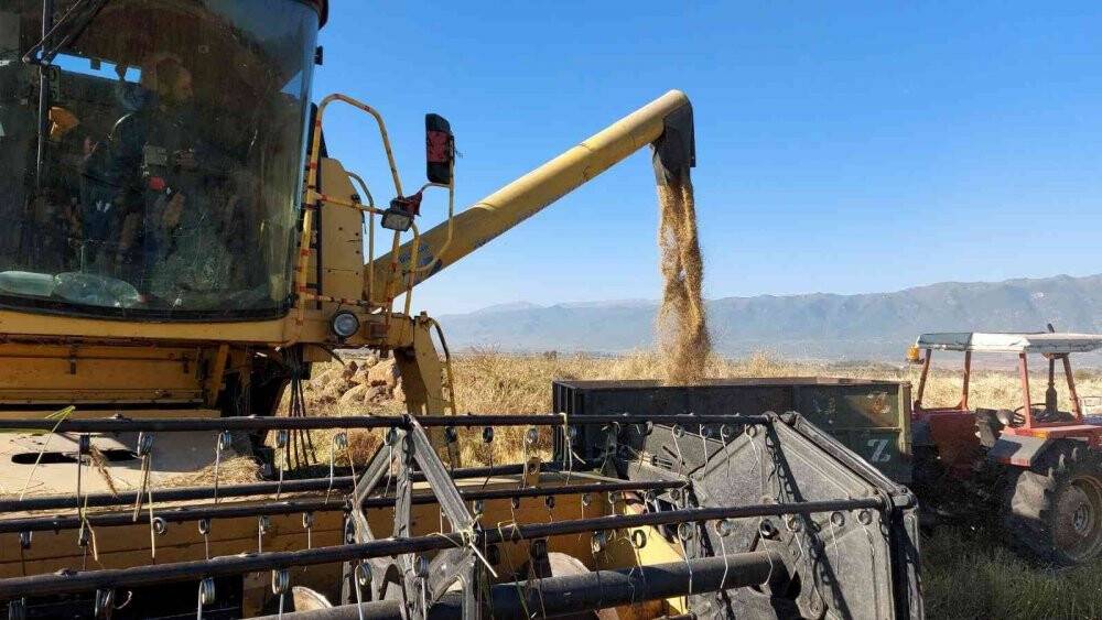 Derviş pirincinde hasat başladı