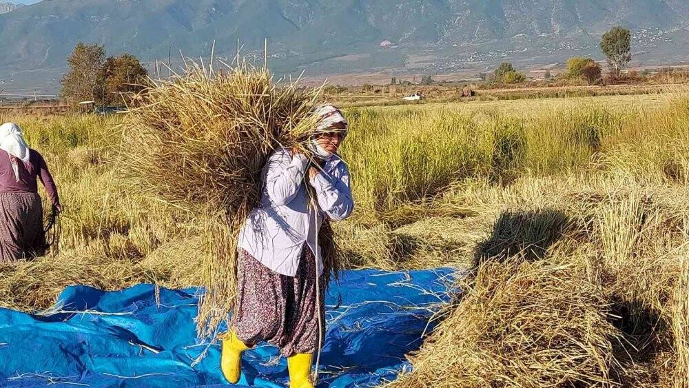 Derviş pirincinde hasat başladı