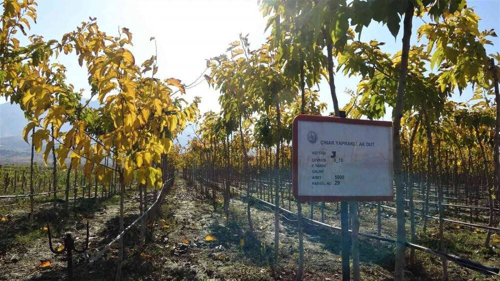 12 milyon fidanın üretildiği Elazığ’da 2 milyon fidan toprakla buluşacak