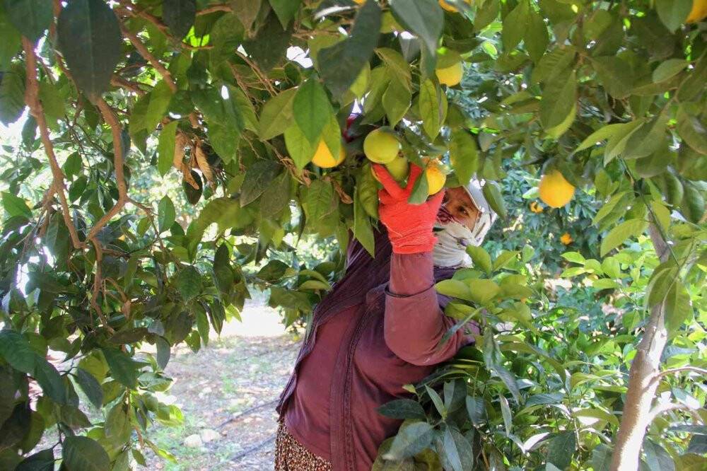 Narenciyede rekolte yüksek, ekonomik karşılığı düşük