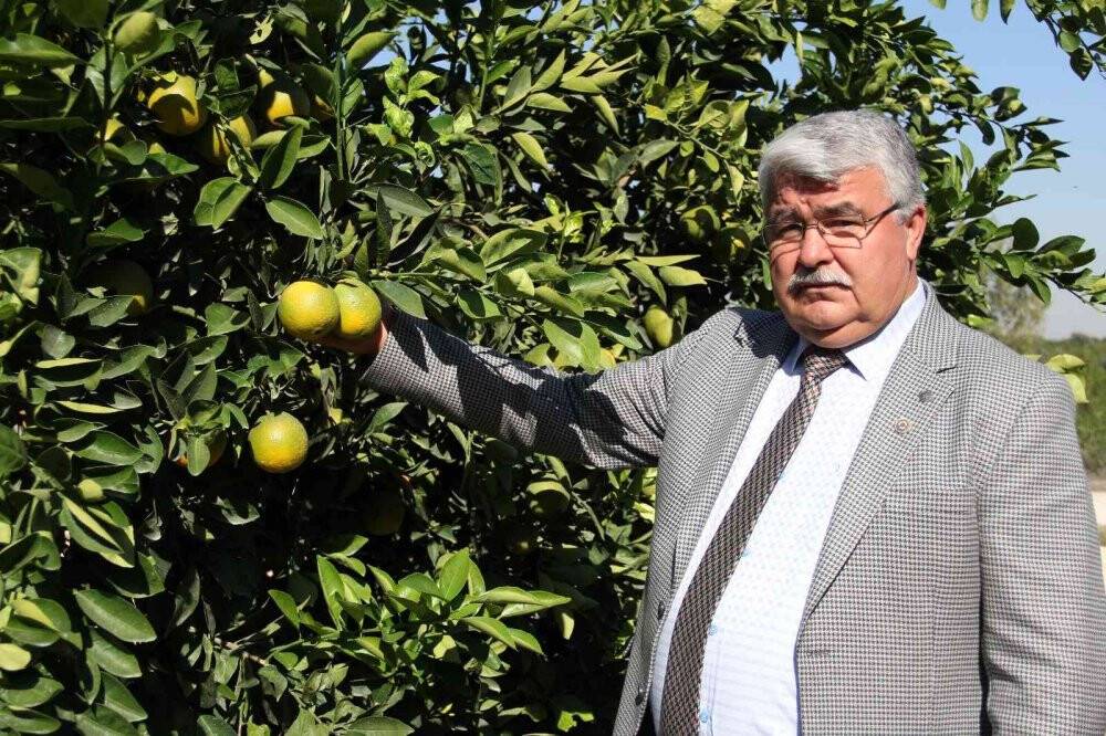 Narenciyede rekolte yüksek, ekonomik karşılığı düşük
