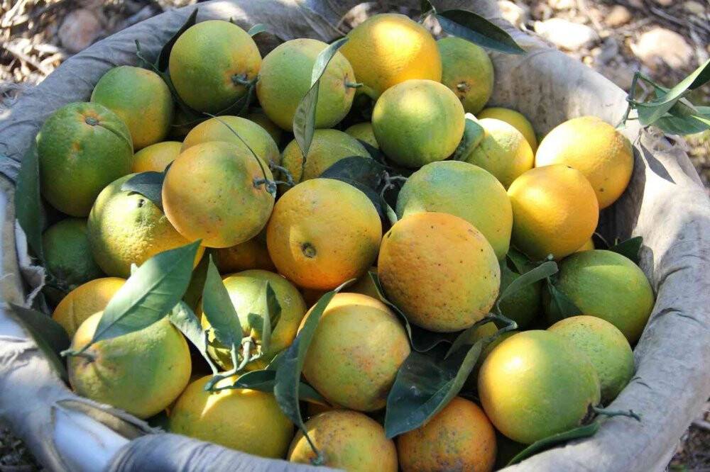 Narenciyede rekolte yüksek, ekonomik karşılığı düşük