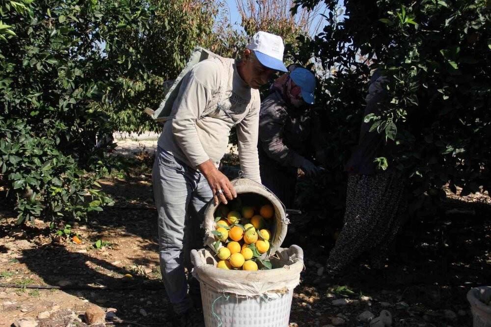 Narenciyede rekolte yüksek, ekonomik karşılığı düşük