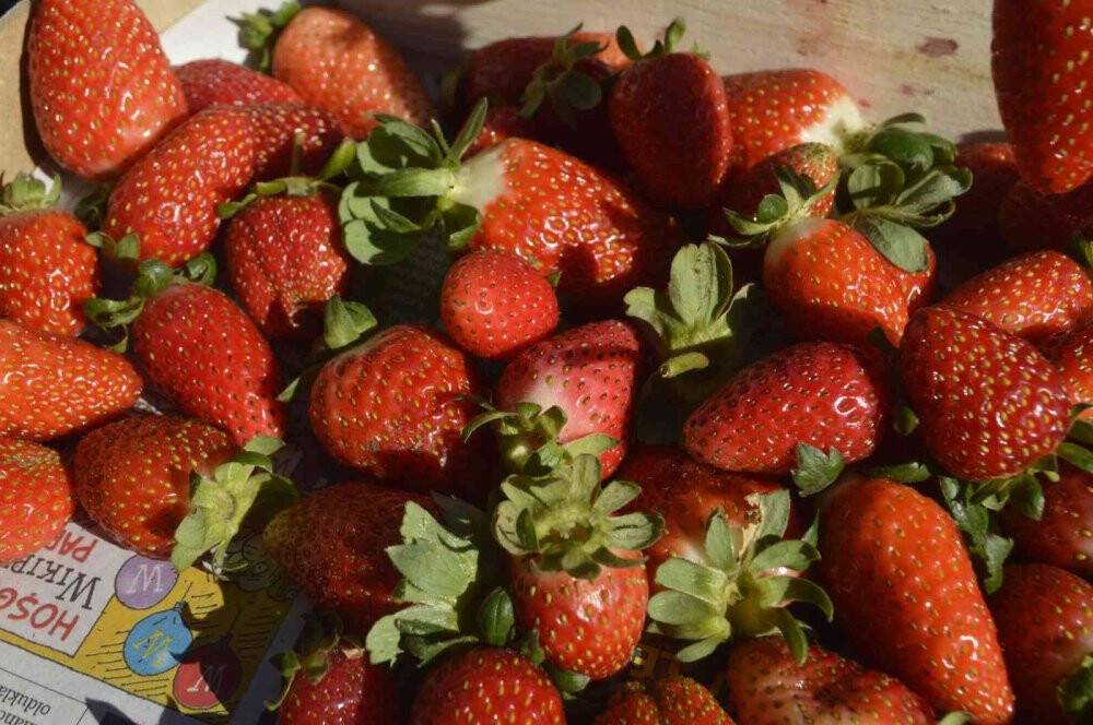 Tavşanlı’da 21 çiftçiye 170 bin çilek fidesi