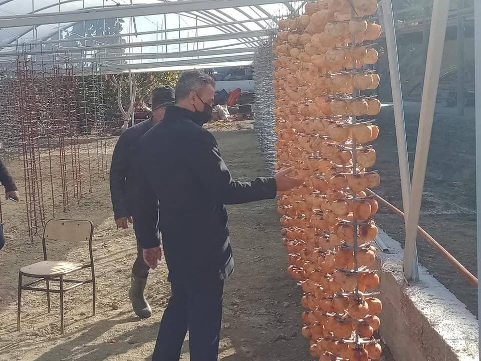 Hasadında sona gelinen cennet hurmaları kurutulmaya bırakıldı