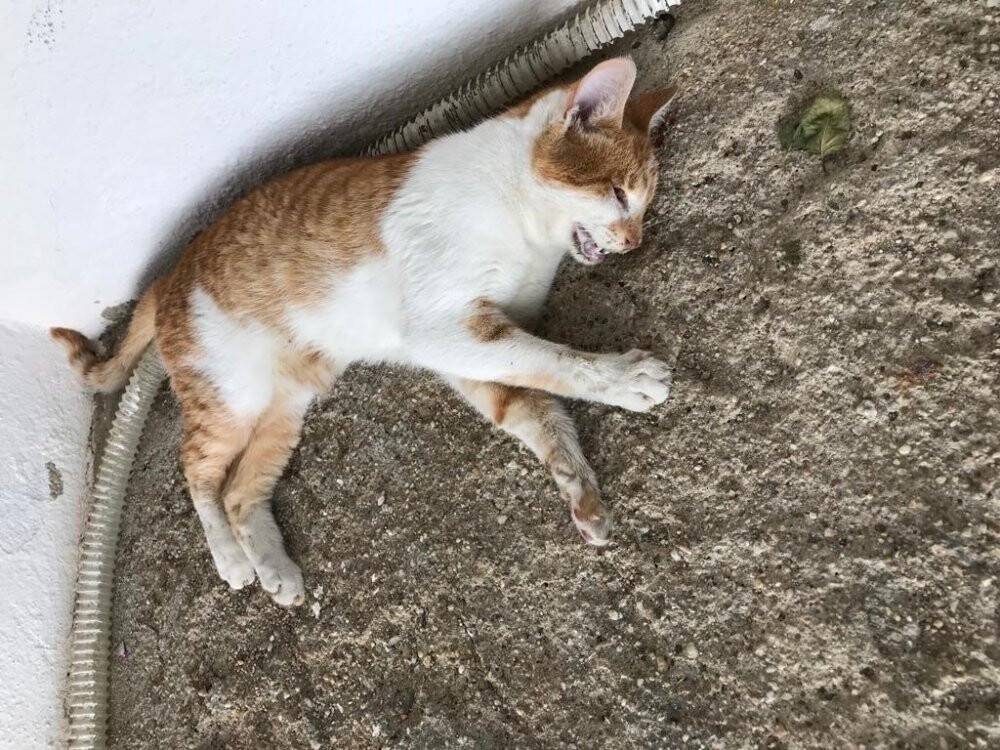 Bodrum’daki kedi ölümleriyle ilgili suç duyurusu