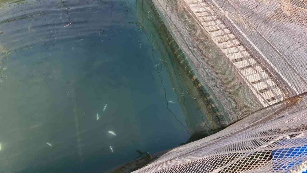 Manavgat Irmağı üzerindeki balık çiftliğinde 13 bin alabalık telef oldu