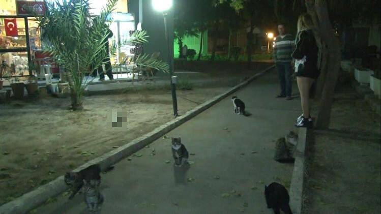 Beslediği kedileri hareketsiz gören kadın hıçkıra hıçkıra ağladı