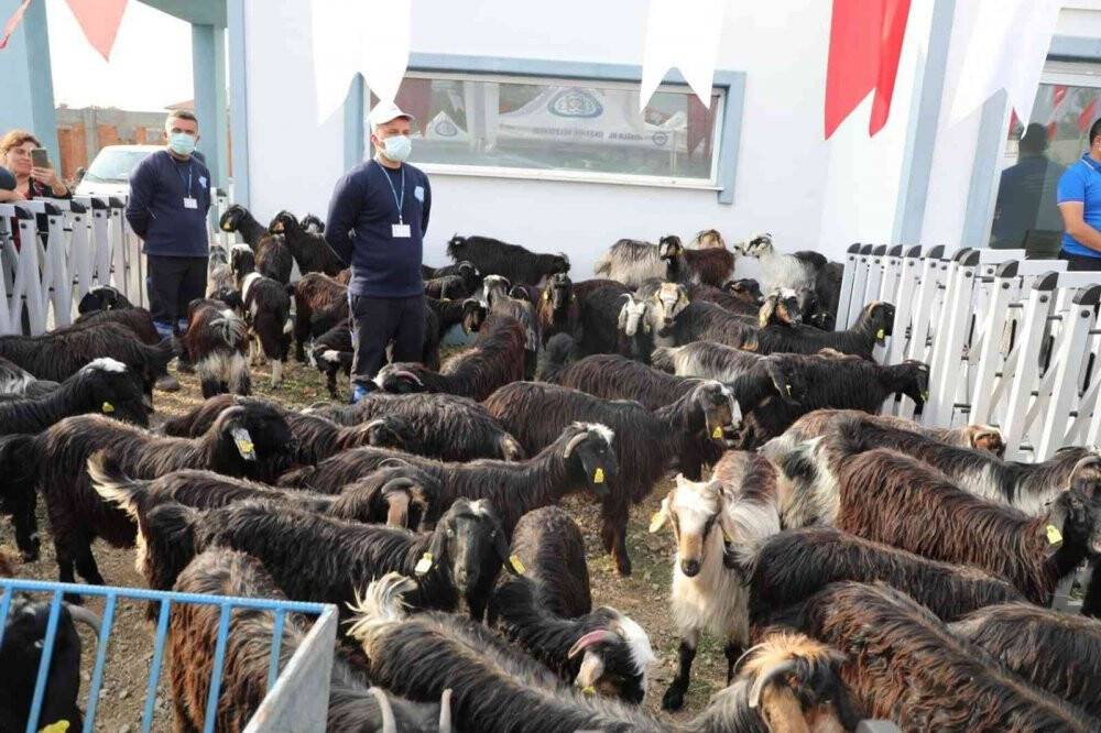 Kadın üreticilere kıl keçisi desteği