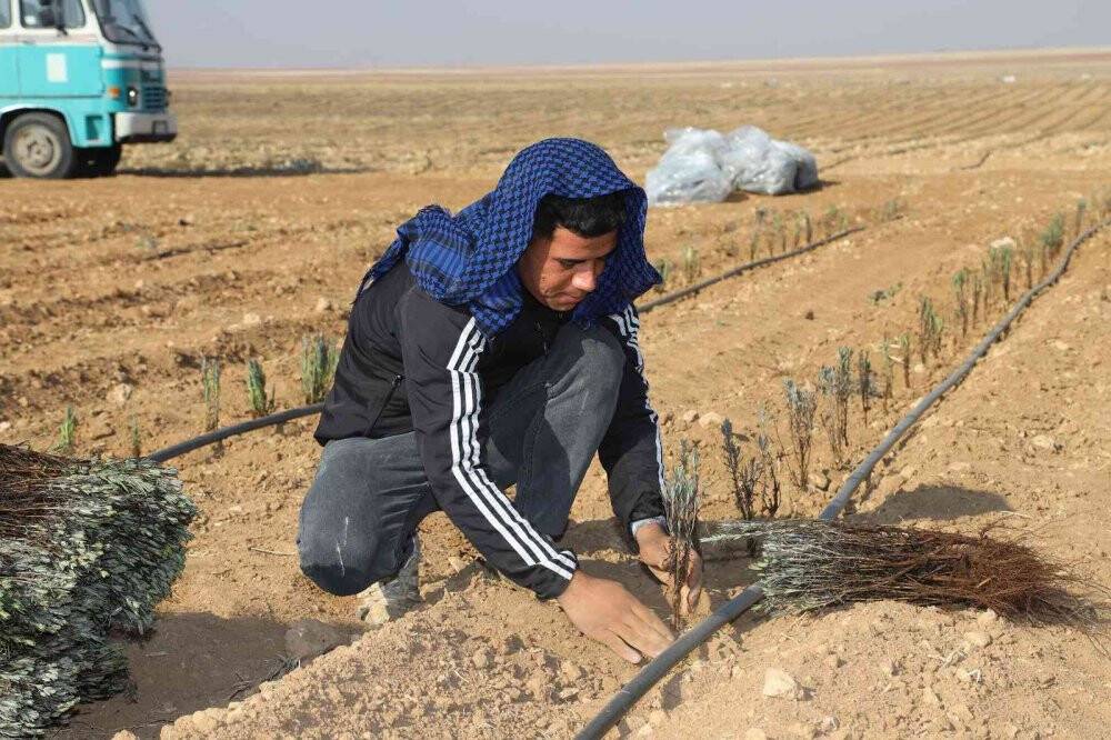 Konya Büyükşehir üreticiye lavanta desteğini sürdürüyor