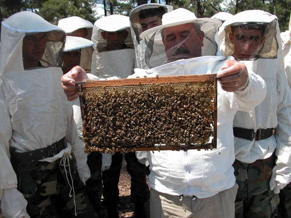 Türk çam balı TSE standartına kavuştu