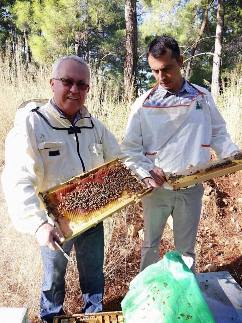 Türk çam balı TSE standartına kavuştu