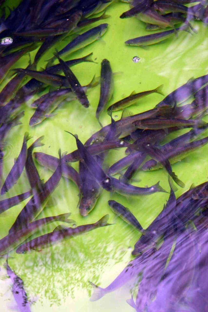 SAREM’de yetiştirilen bin 100 anaç yağ balığı, Seydişehir’de doğayla buluştu