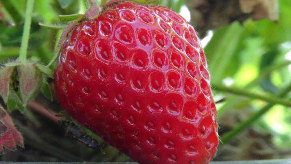 Aksaray’da Kasım ayında tarlada çilek hasadı mesaisi sürüyor