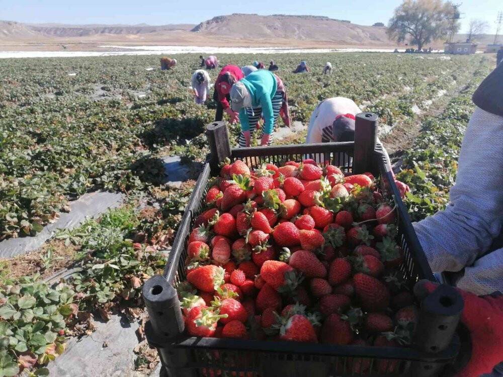 Aksaray’da Kasım ayında tarlada çilek hasadı mesaisi sürüyor