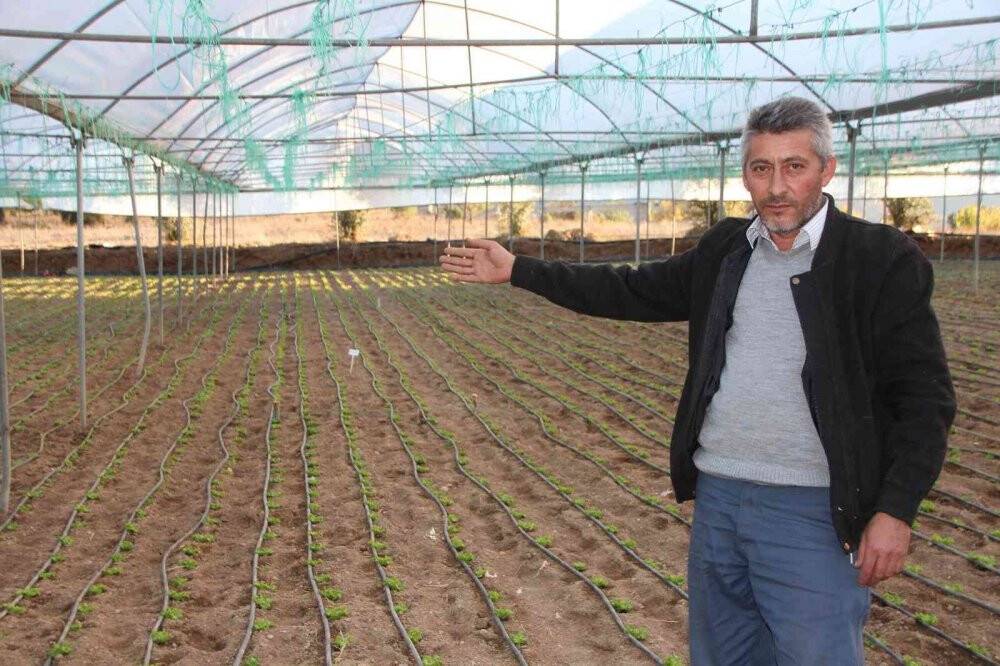 Türkiye’nin yüzde 50 marul ihtiyacını bu bölge sağlıyor