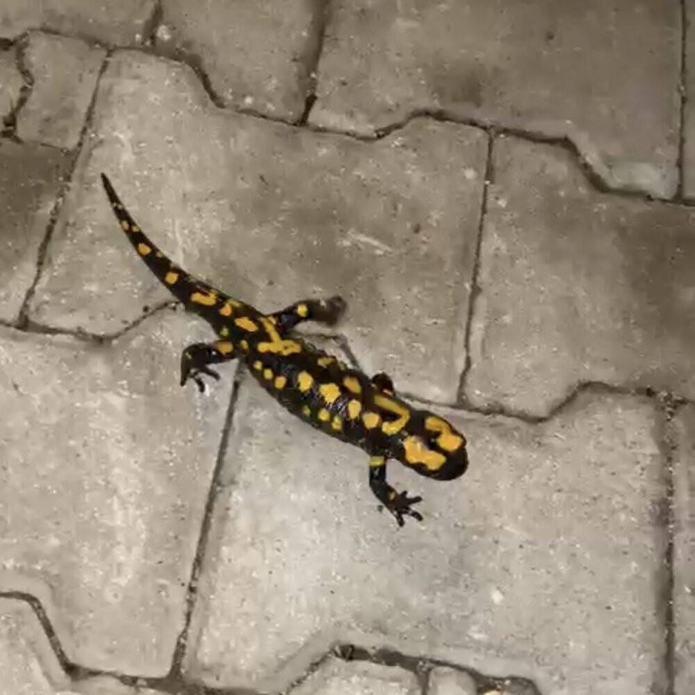 Adana’da nesli tükenmekte olan "semender" bulundu