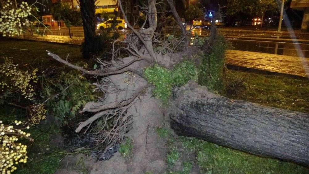 Antalya’da hortum ağaçları kökünden söktü