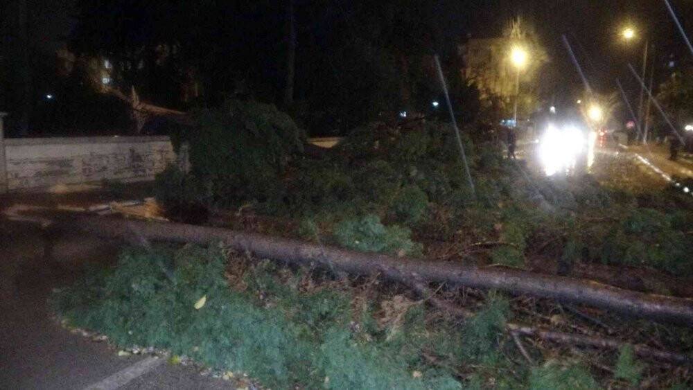 Antalya’da hortum ağaçları kökünden söktü