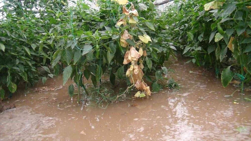 Antalya’da yağmur ve fırtına biber seralarını vurdu