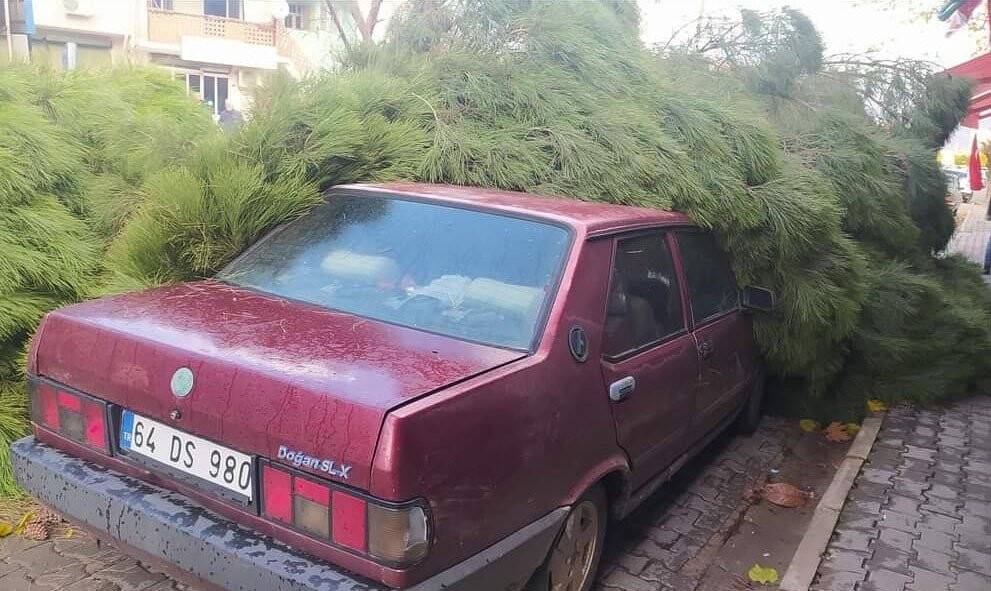 Alaşehir’de fırtına çam ağacını otomobilin üzerine devirdi