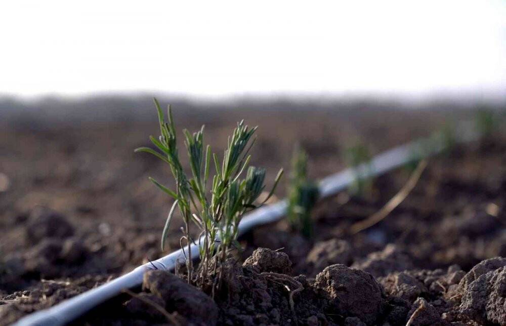 Karatay Lavanta Bahçesi’nde ekim çalışmaları başladı