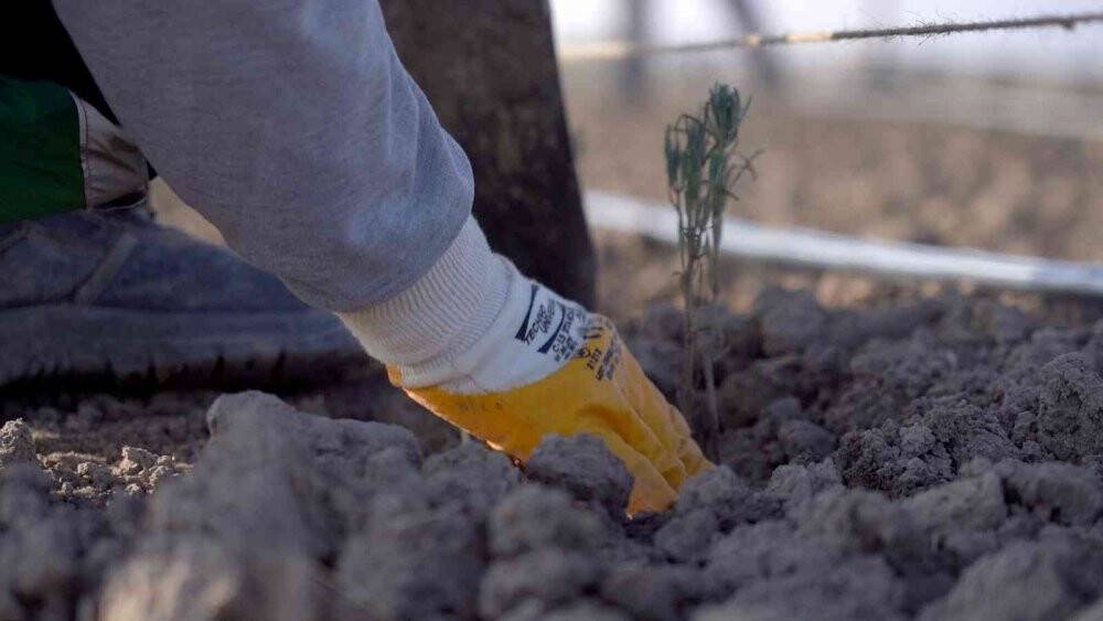 Karatay Lavanta Bahçesi’nde ekim çalışmaları başladı