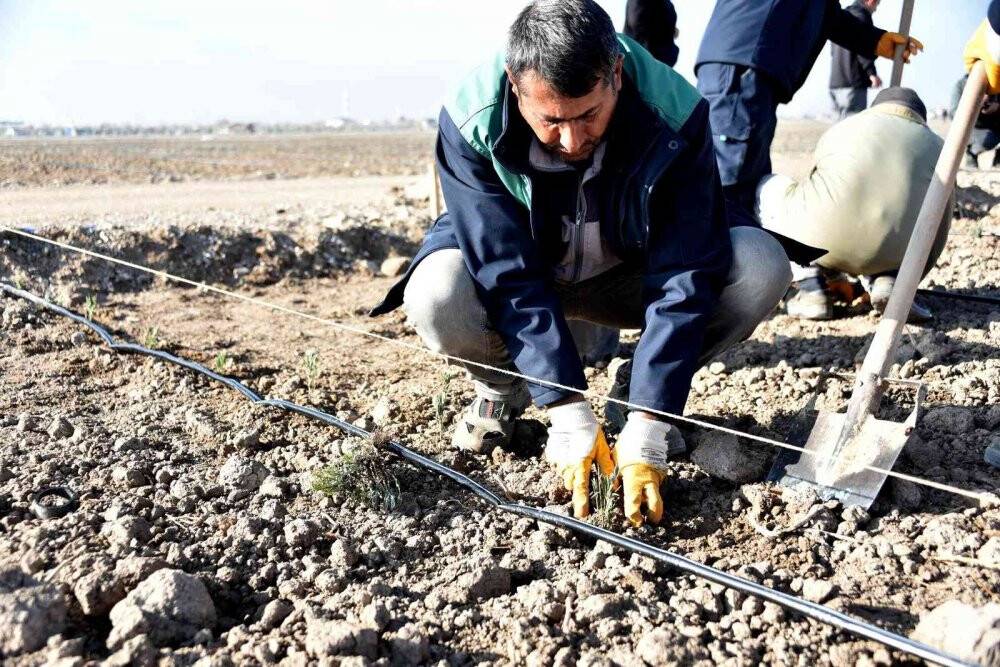 Karatay Lavanta Bahçesi’nde ekim çalışmaları başladı