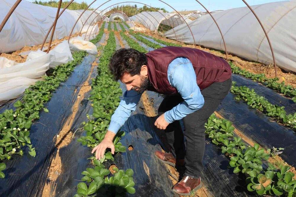 Serik’te zarar gören seralarda hasar tespit çalışması