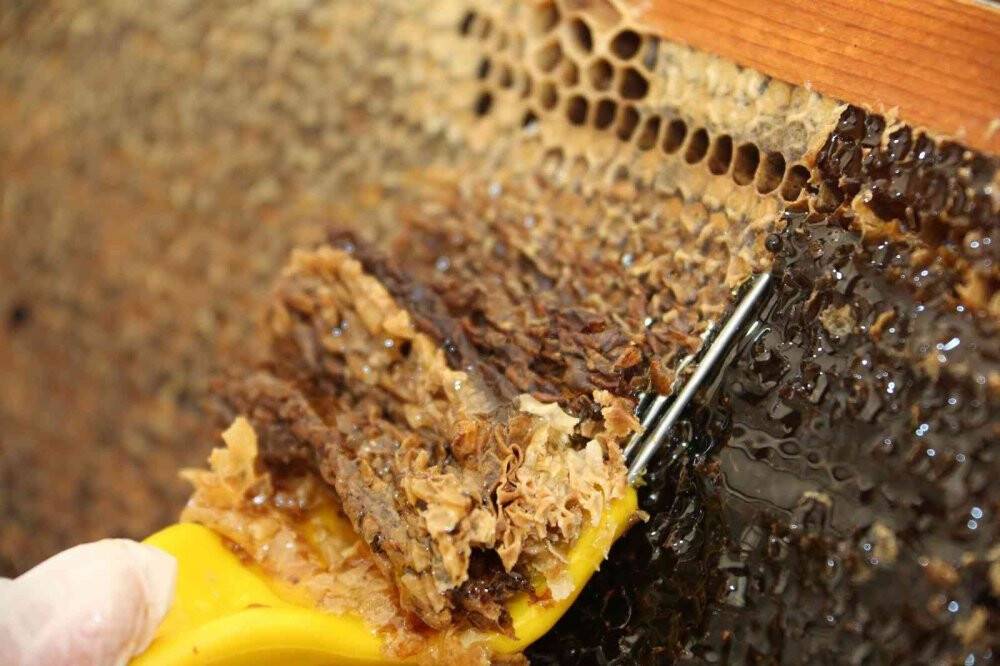 Torosların balı Avrupa yolunda