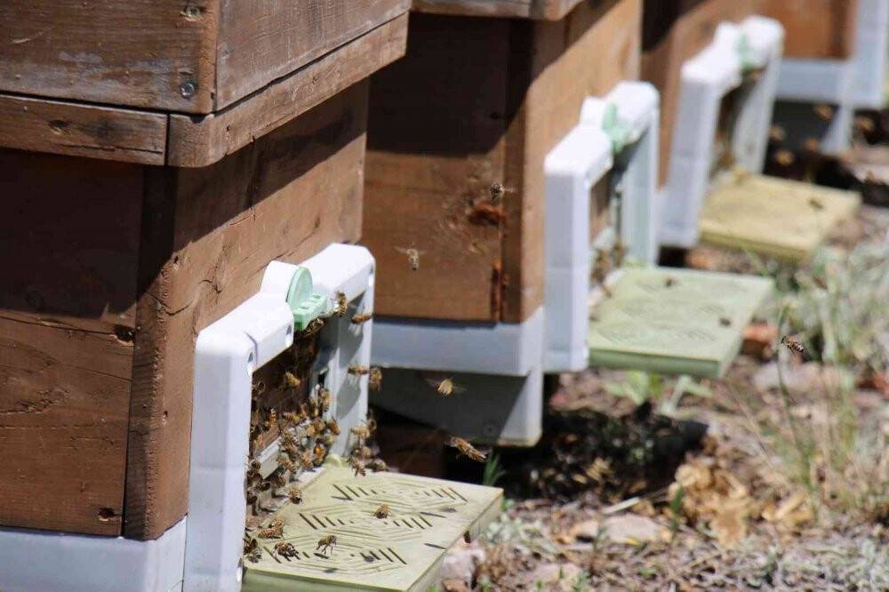 Torosların balı Avrupa yolunda