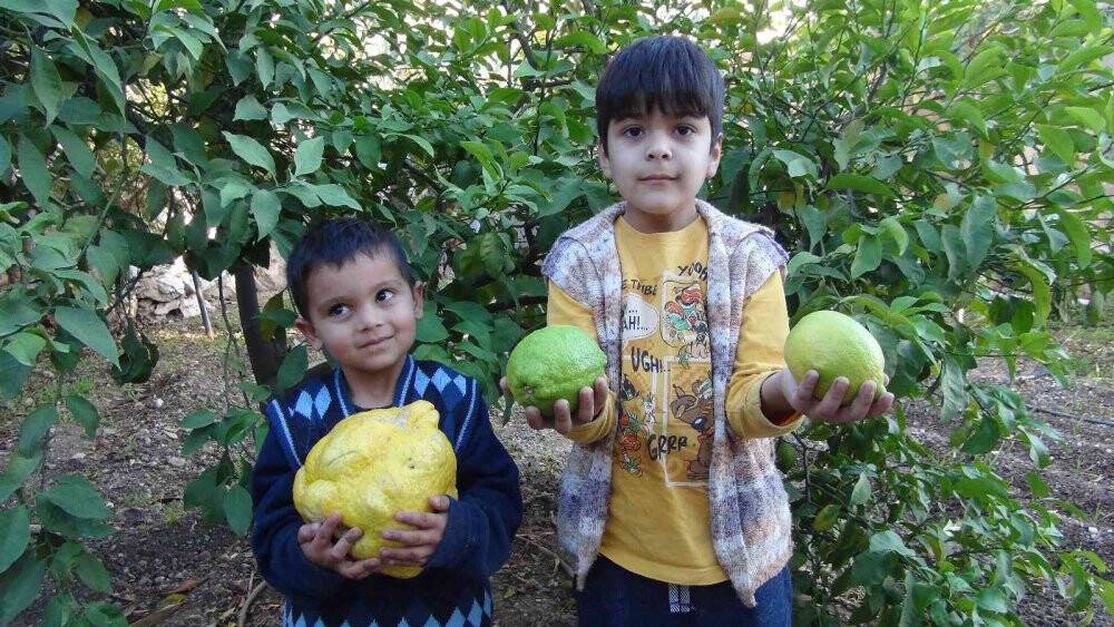 Türkiye’nin en büyük limonu 2 kilo 40 gram