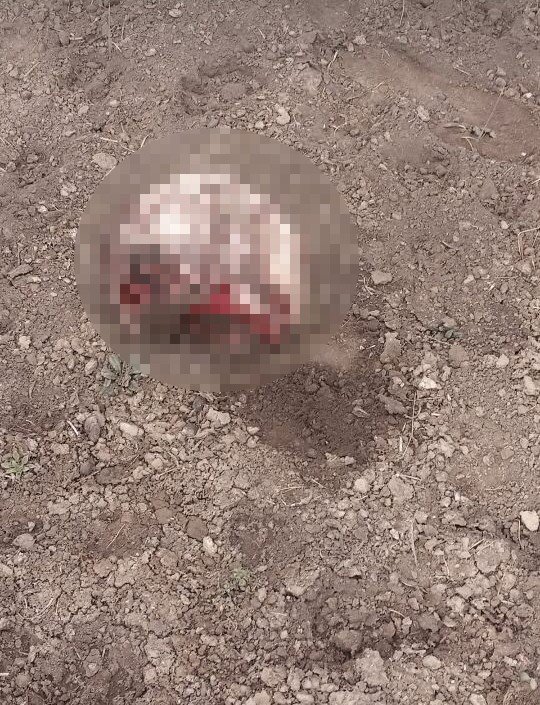 İran sınırında parçalanmış ceset bulundu