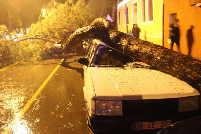 Aydın’da yağmurla birlikte devrilen çam ağacı, araçları hurdaya çevirdi